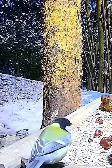 livebirdspoland_6c79b46360027b44dff2c2b48b650bfe.jpg