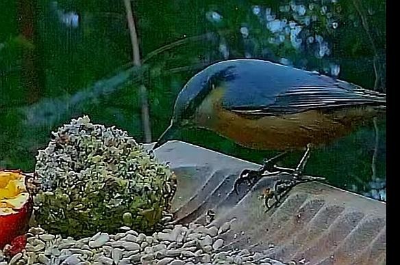 livebirdspoland_35372a3cc85feeaa8f26a72c47f28441.jpg