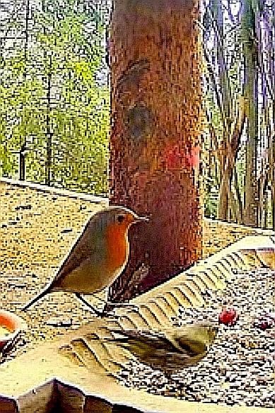 livebirdspoland_c1cc65d4376f20928e162f4e6ea52c0e.jpg