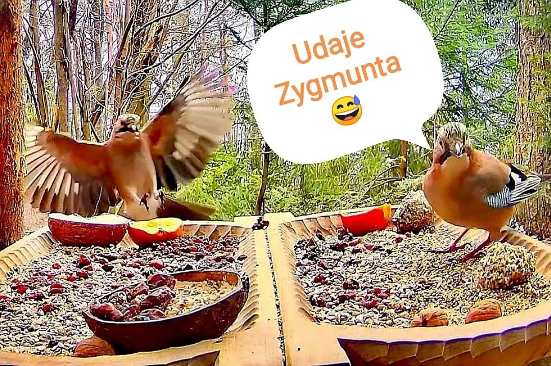 livebirdspoland_ad3d97825020f0683a715b477d96b388.jpg