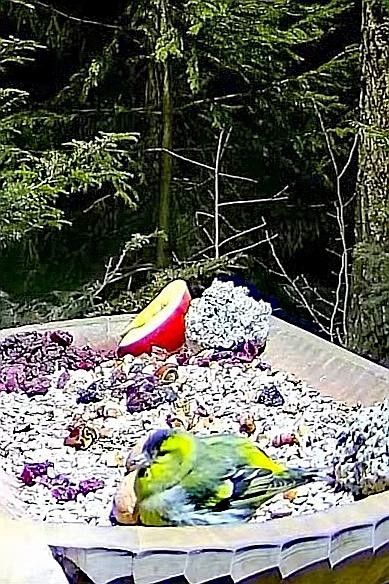 livebirdspoland_669b44e4daf68d86100dc33ad021ad18.jpg