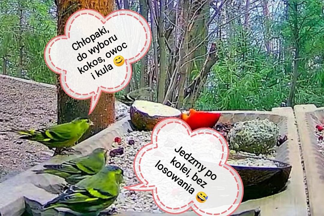 livebirdspoland_73ebeaceffd35ccb018a8bd40bb41113.jpg