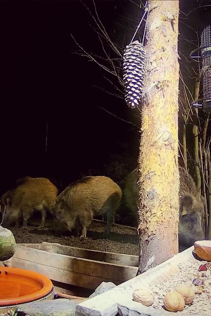 livebirdspoland_5bd27b7f55a6fd17455aefe07ec82d7f.jpg