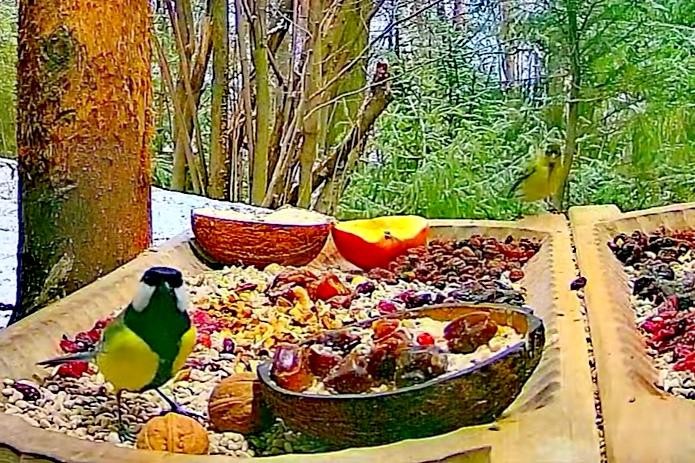 livebirdspoland_1297df6c06e0e1dfbb346665c2bba168.jpg