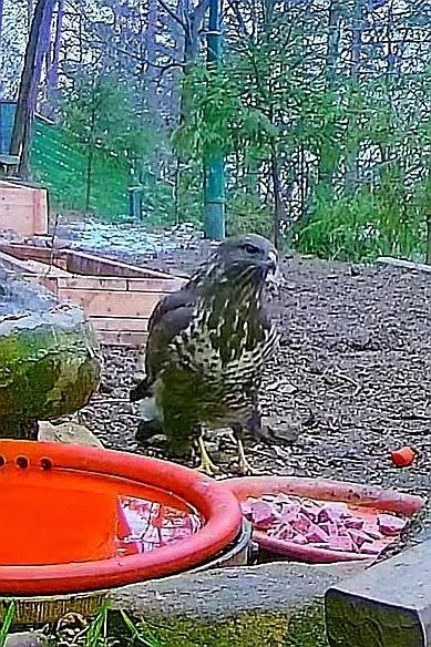 livebirdspoland_17a0e59e175e0534c80fd04603f31326.jpg