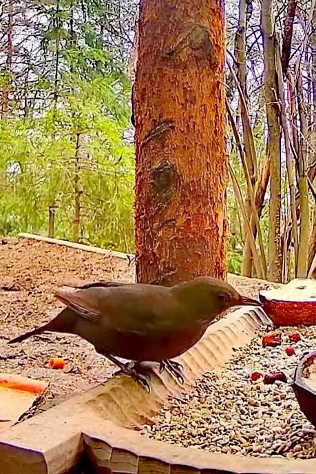 livebirdspoland_d7689bf0e61273c52e6823637046420e.jpg