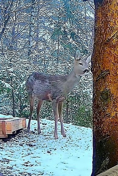 livebirdspoland_84bca0802f9c6b692f011f7267e70601.jpg