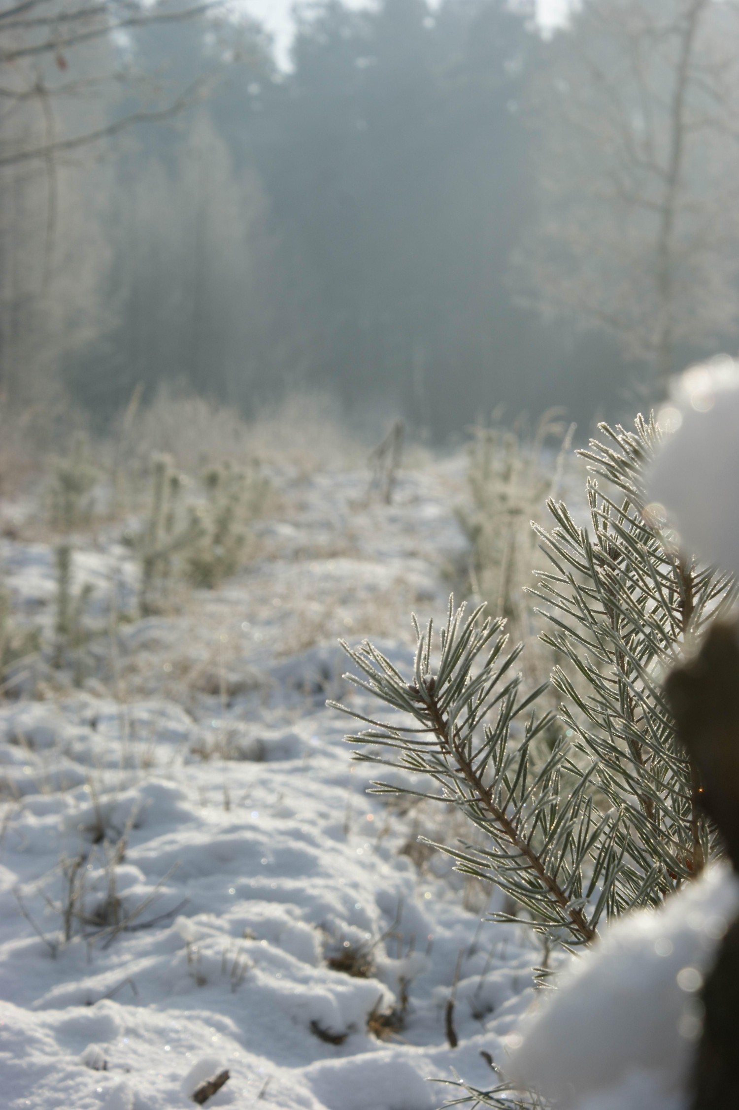 livebirdspoland_fd672e42b8ecde0c98736bfc795a8571.jpg