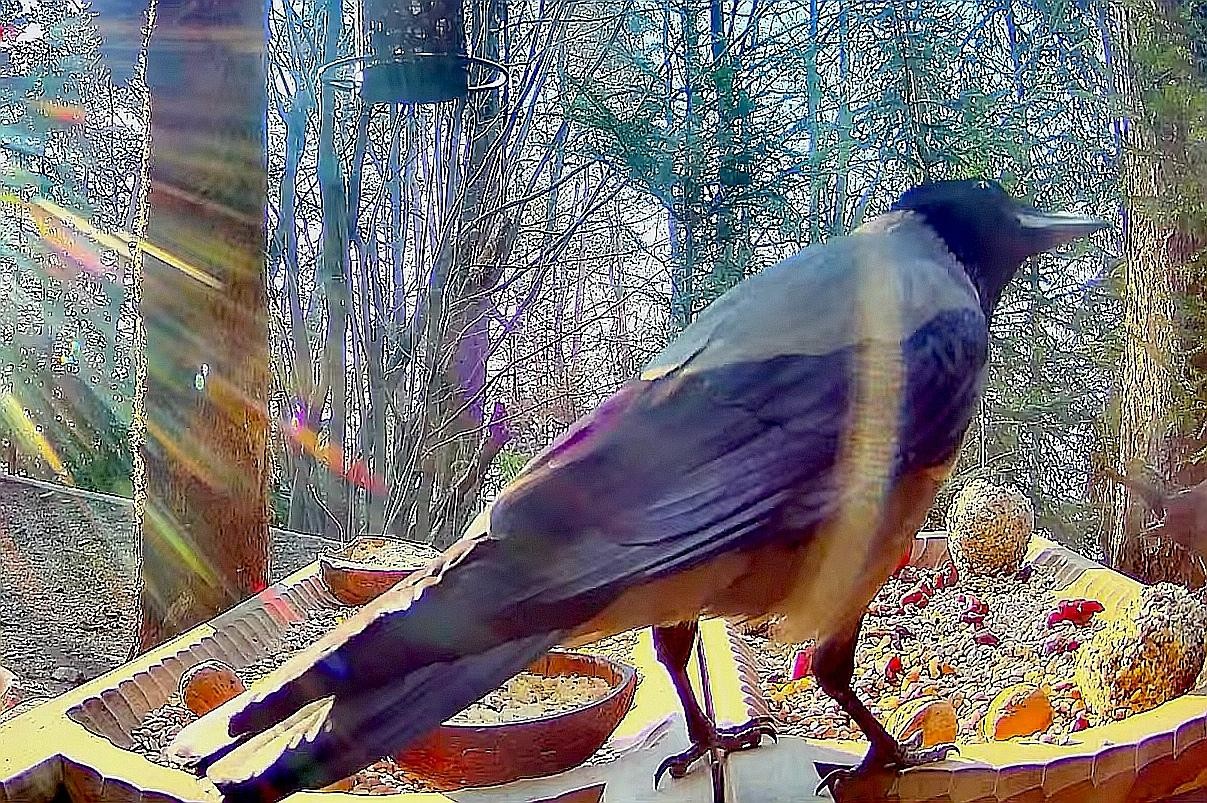 livebirdspoland_320728927f1556f28308f648ee9d440a.jpg