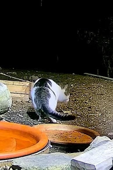 livebirdspoland_12ab440f8cfa88f040d89944c3201f5c.jpg