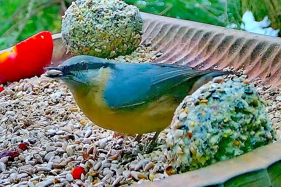 livebirdspoland_c806711c53c8ee2681a994016d73f190.jpg
