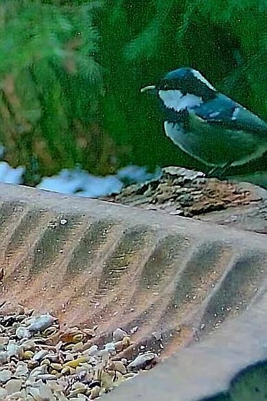 livebirdspoland_ed121df45d92422569a228cfbd9e4f0d.jpg