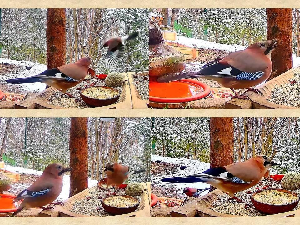 livebirdspoland_c0ba610c46ba78f65159646c41b38408.jpg