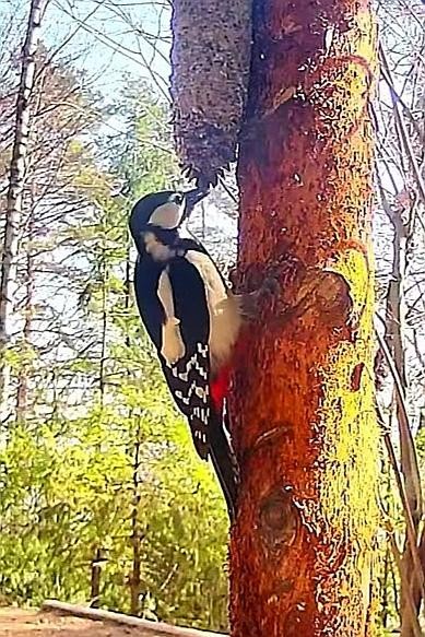 livebirdspoland_137085ce5ee0074705b13481e35c38c9.jpg
