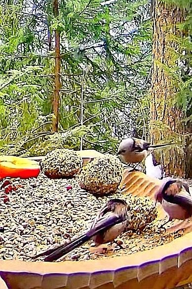livebirdspoland_d8ee82157e3fbceae043bbe915a078b8.jpg