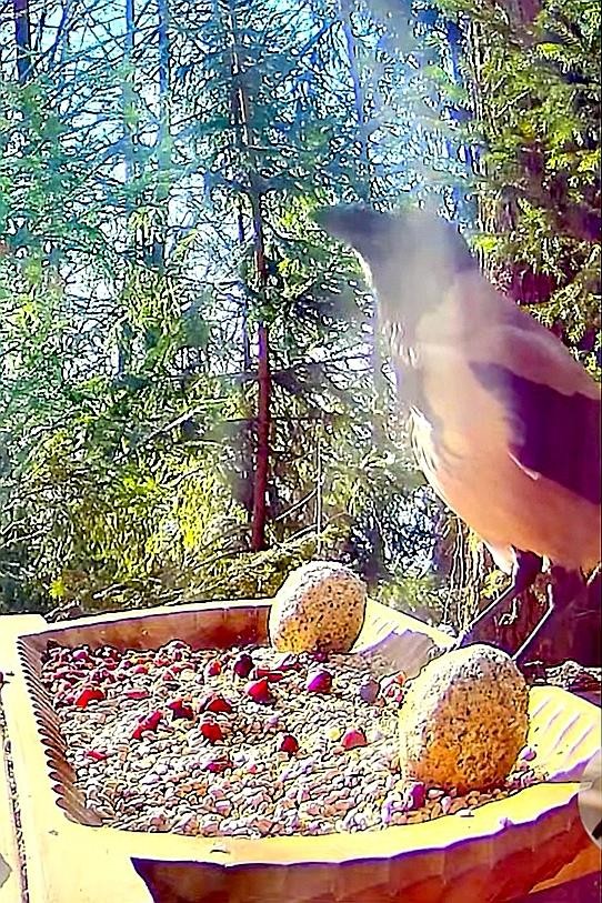 livebirdspoland_0bbac2cf597a6cf4ca1aa9c58a1f3a6e.jpg
