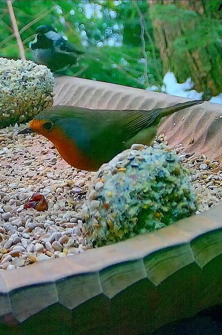 livebirdspoland_1f85c15ed2a3e7770efd759e07478297.jpg