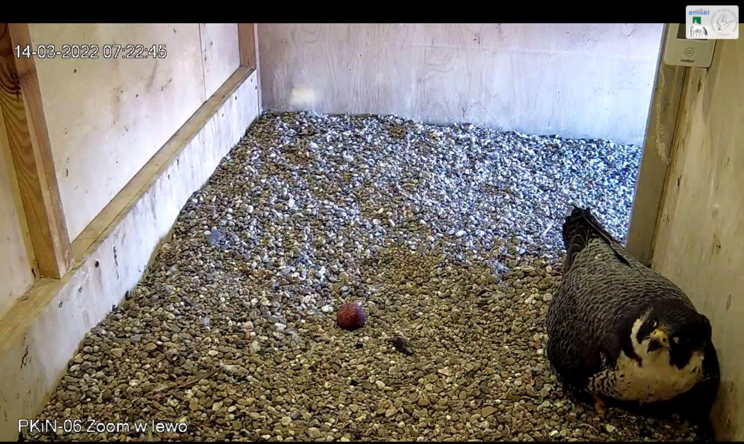 livebirdspoland_3989689fd732c6553565f887a0755404.jpg