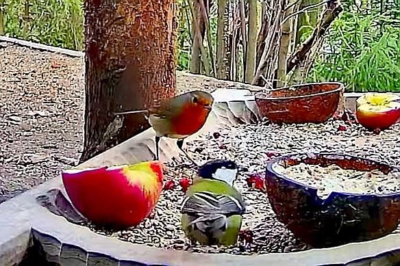 livebirdspoland_0603b44aa00c25b5b09398de7f87f06e.jpg