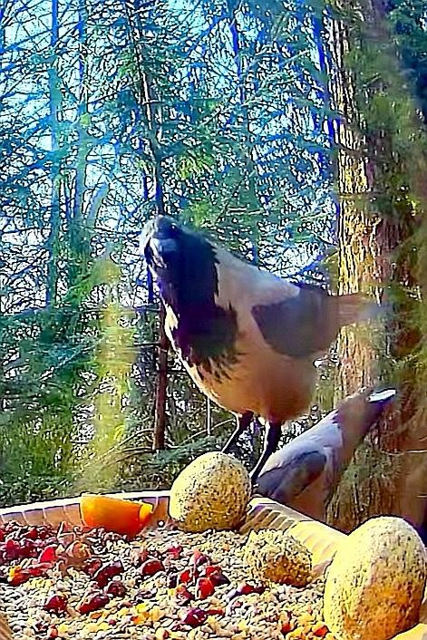 livebirdspoland_05f28976e6783a5212042e972decddbb.jpg