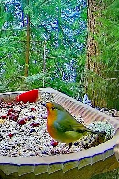 livebirdspoland_196904c4b8cfbd3f32f74d1ee2e5c317.jpg