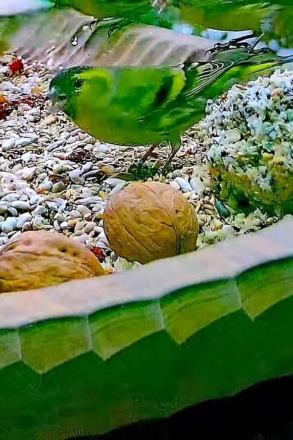 livebirdspoland_689d0cb284e7d64c355c792ff3155f06.jpg