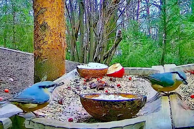 livebirdspoland_6310ce53a0808c2982d88e207b616268.jpg