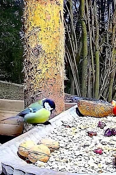 livebirdspoland_17317bddadb60cdd7f141d2fac682a78.jpg