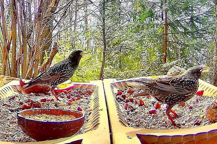 livebirdspoland_30dd105f12ce4233b566656fb1c088f7.jpg