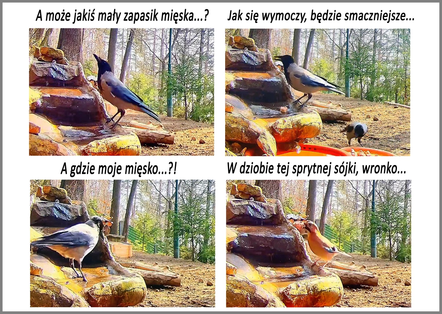 livebirdspoland_4d3cc2e8807e932f7461ca274317733d.jpg
