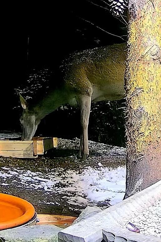 livebirdspoland_25b8e55025f073b5a82da44d2715aafa.jpg