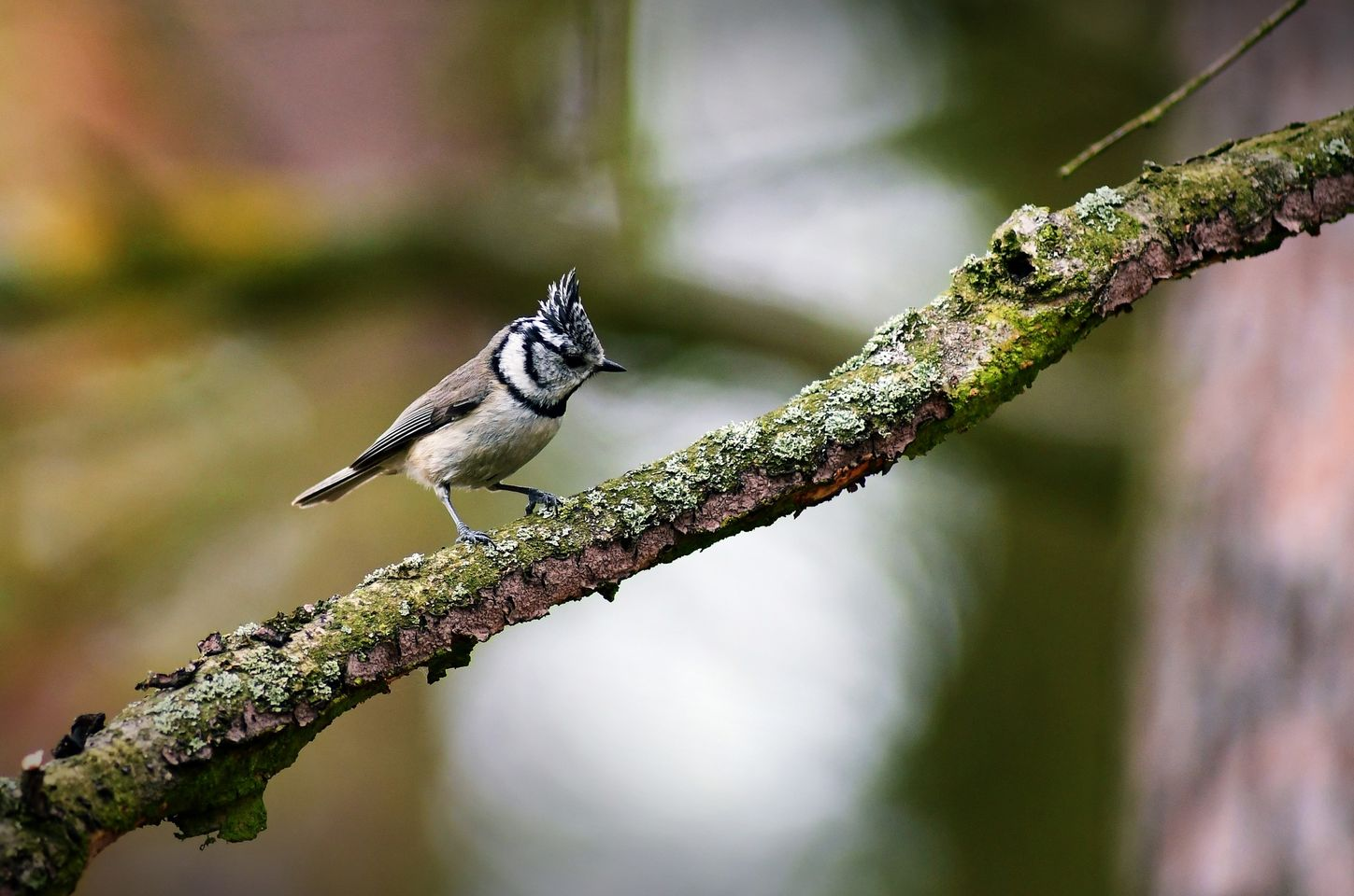 livebirdspoland_86948adb1cc5fcbdb130cdfe84b53138.png
