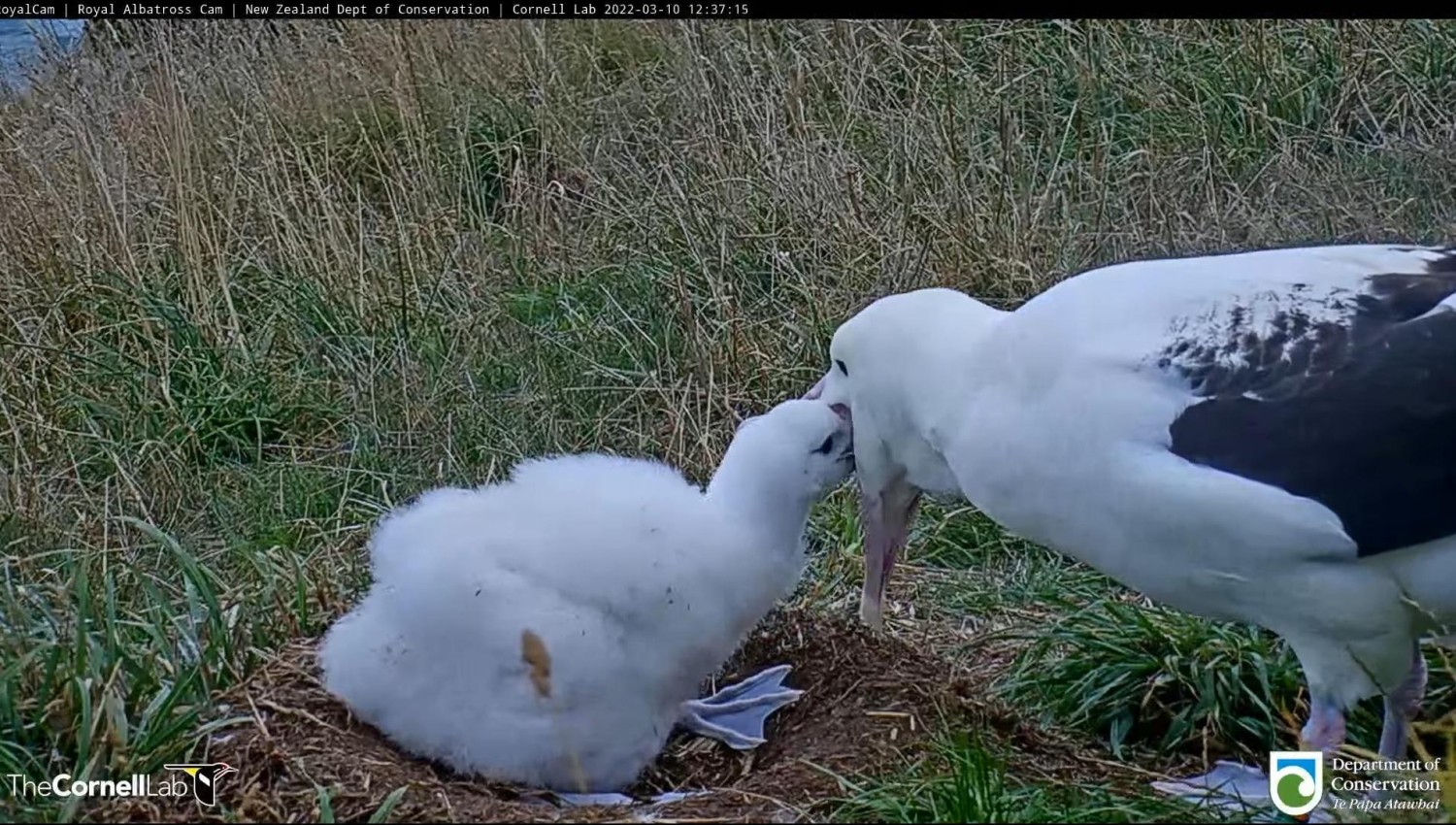 livebirdspoland_8e6abb2fb4127f18c8754b9da1d4ee83.jpg