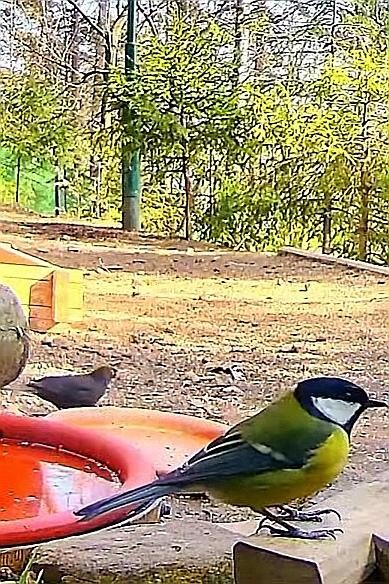 livebirdspoland_86bdef23ad774264e8c6ef5fe29d44d8.jpg
