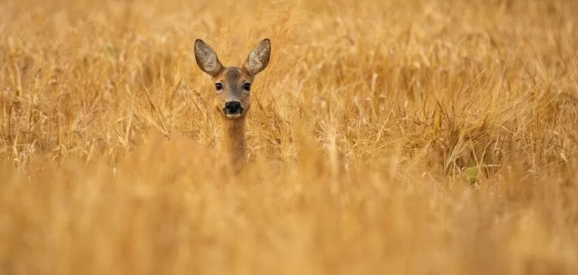 livebirdspoland_5d4308b13260d19f38ce497954435d7a.png