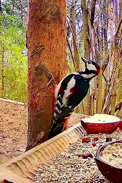 livebirdspoland_b730e49acb8b7a4bf418f635263a793a.jpg