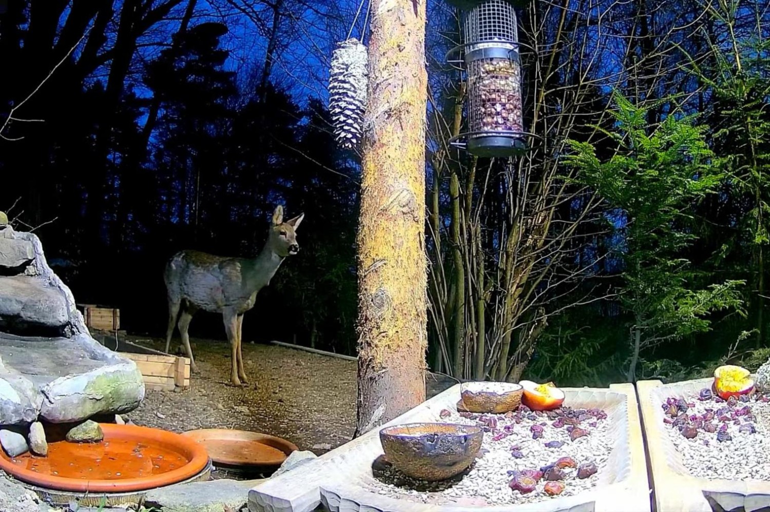 livebirdspoland_8d58a8a6dbaaea4ece0af068e5f95eda.jpg
