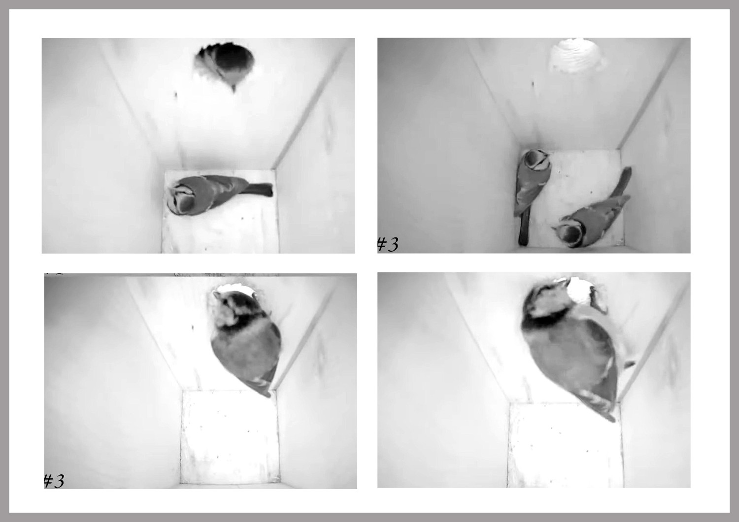 livebirdspoland_6cb4bfd908dd566f93cba8ffbc1f0719.jpg