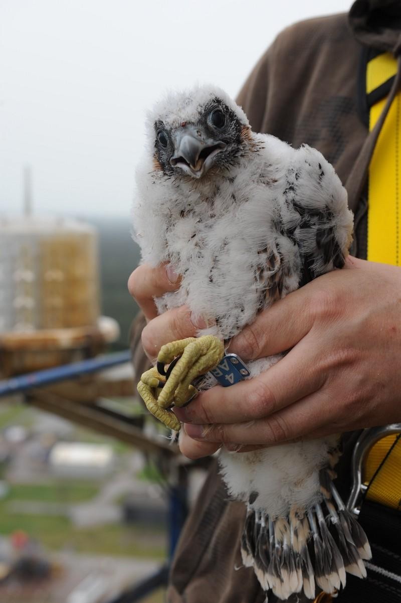 livebirdspoland_4672ddd6cdde932369813f5d13283bfe.jpg