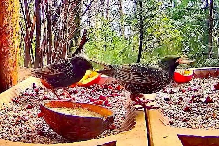 livebirdspoland_b7ee65c1f3533d40f5abf94b6a005f84.jpg