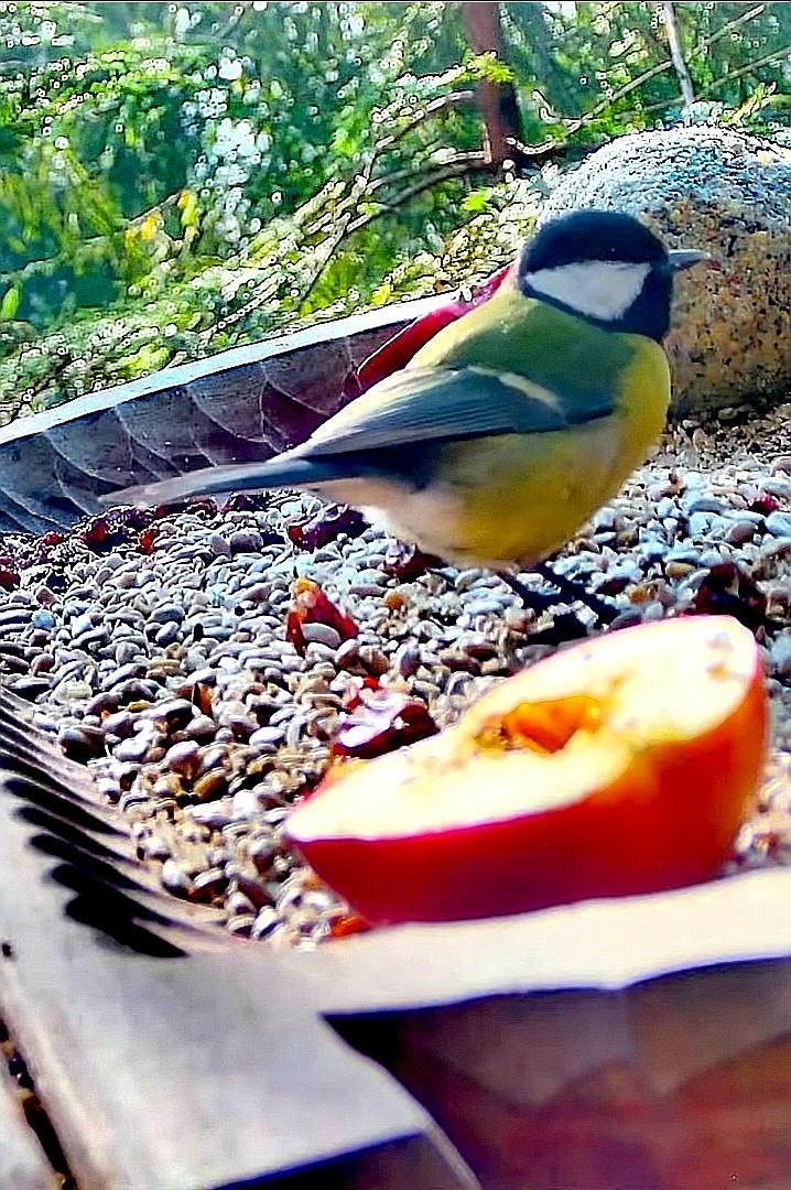 livebirdspoland_a40483e188eb7e388f6fd3cc7487d65c.jpg