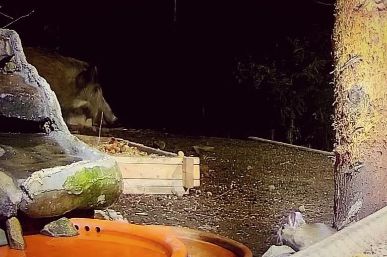 livebirdspoland_2673122c260297282c3d0f701dd66be3.jpg