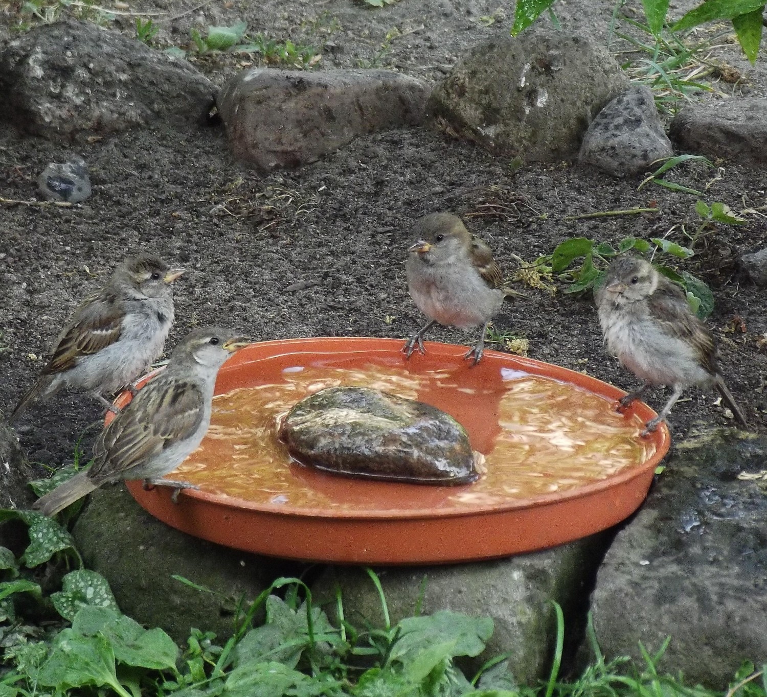 livebirdspoland_7b8c25f41f9e25b304272619abad082f.jpg