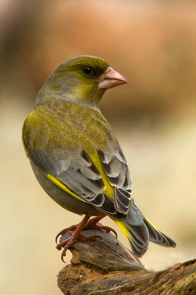 livebirdspoland_2a596161afefe9c5a0b6c197f2ec7218.png