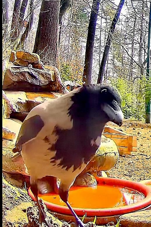 livebirdspoland_de6df305964f7fde9b08a5cac16b66e5.jpg