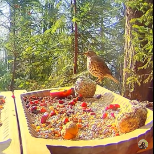 livebirdspoland_77db12376b4a70a4471014da5280ed03.png