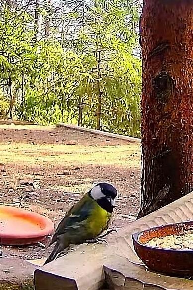 livebirdspoland_a1045c433255bf94cacd27bb472bf8db.jpg