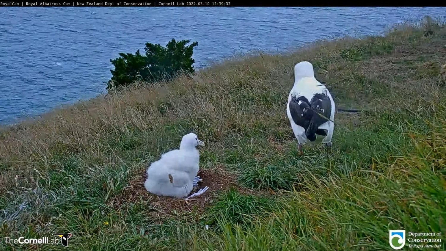 livebirdspoland_73f6d8d36eb6d909e27e0e18f4043295.jpg