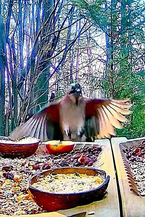 livebirdspoland_52975a71218689d9a6ca204b5bd9bd75.jpg