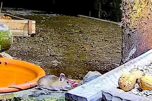 livebirdspoland_b18ed363e33cefdd488dbd1a720c2ace.jpg